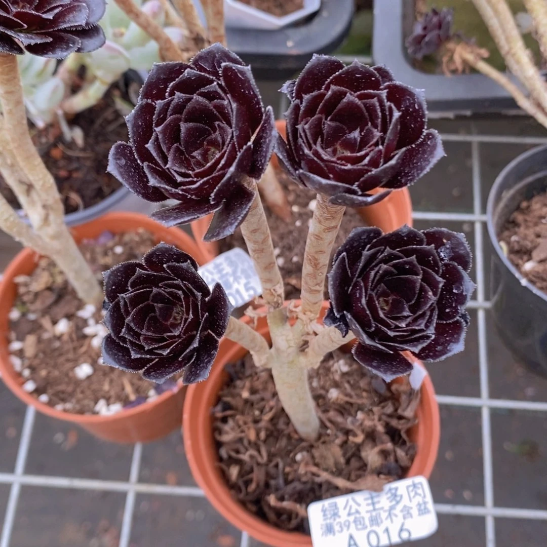 法师6cm016多肉植物