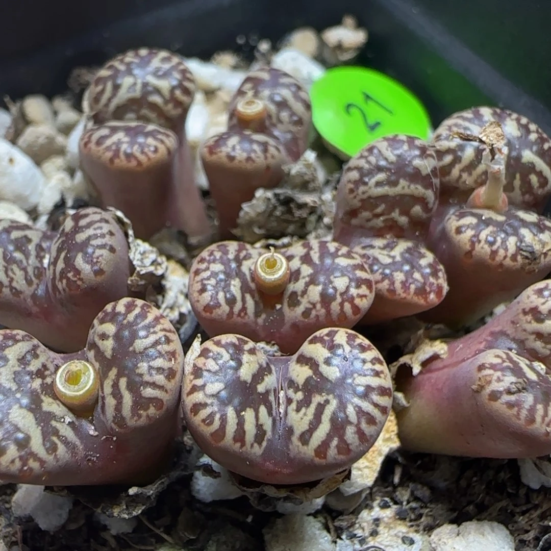 漂漂亮亮多肉植物21