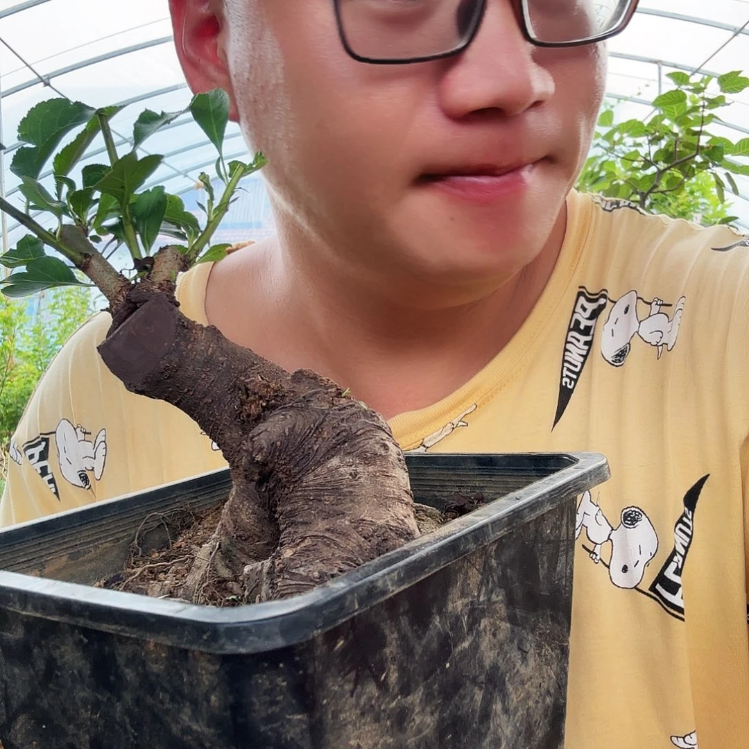 阿***叔当前无花朵，栽培后可花朵