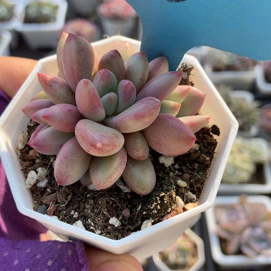 13赫菲多肉植物多肉