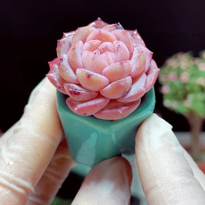 纯爱样品1颗带盆发货1号