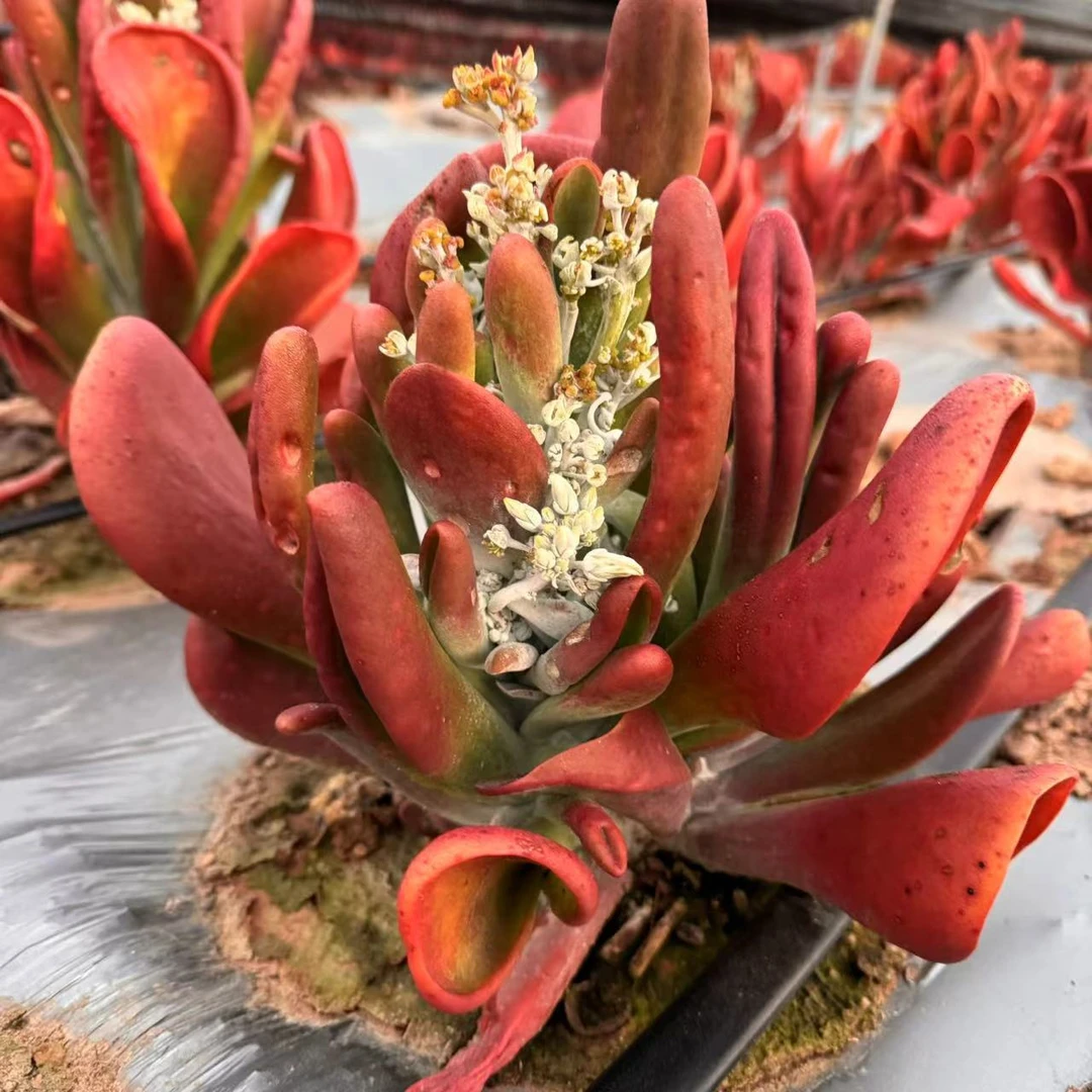 零花钱多肉   地栽火狐狸开花款   基地  多肉植物