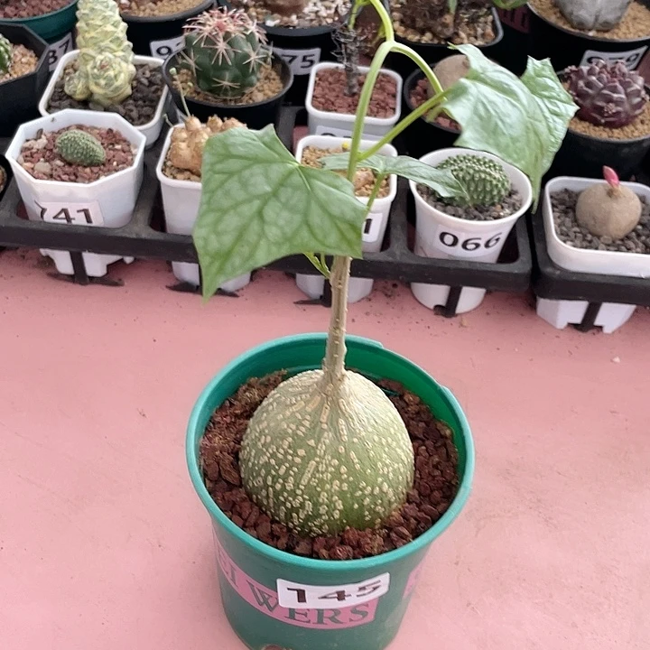 145银叶睡布袋块根