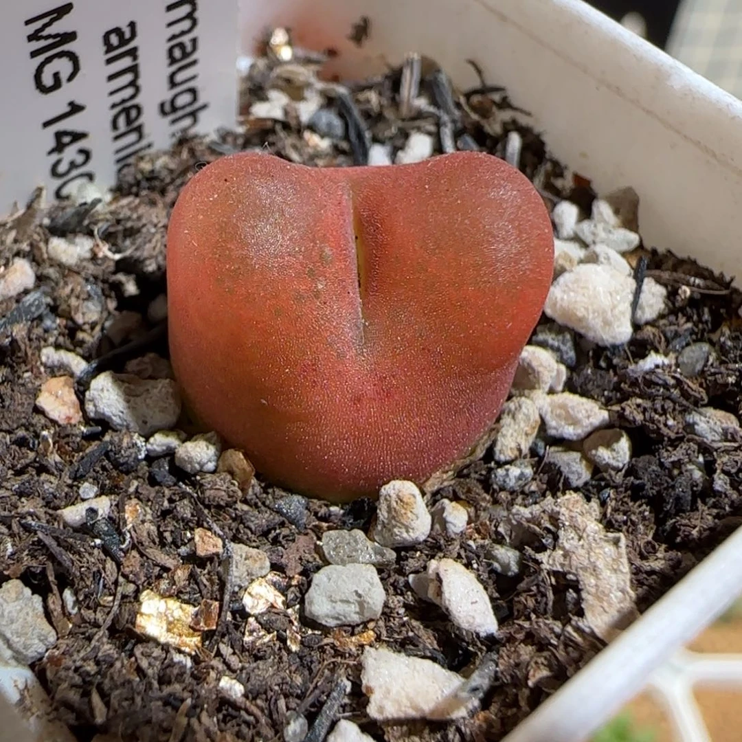 肉锥多肉植物组合-1430.5、427