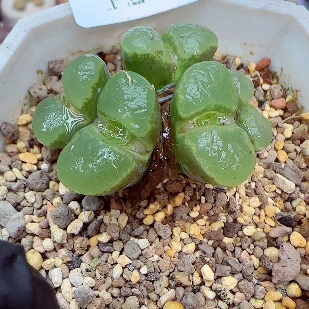 生石花满18包邮1231-71