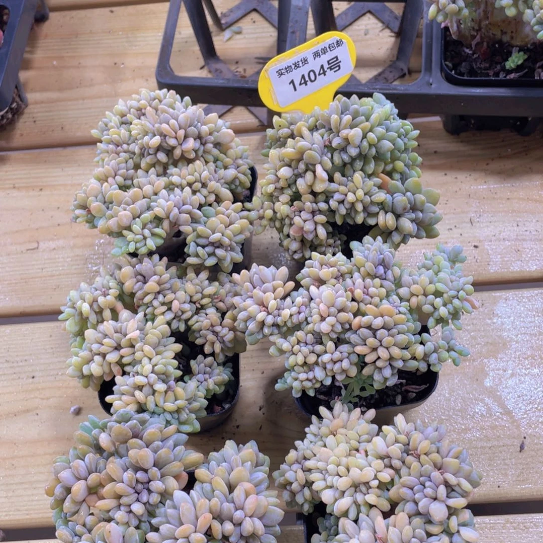 1404号 带板子果冻美人缀化一个