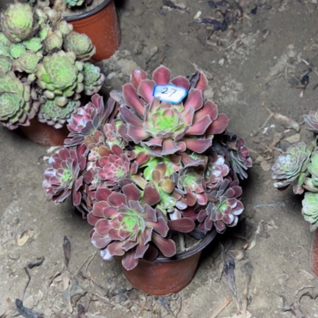 【闪购商品】花纳27