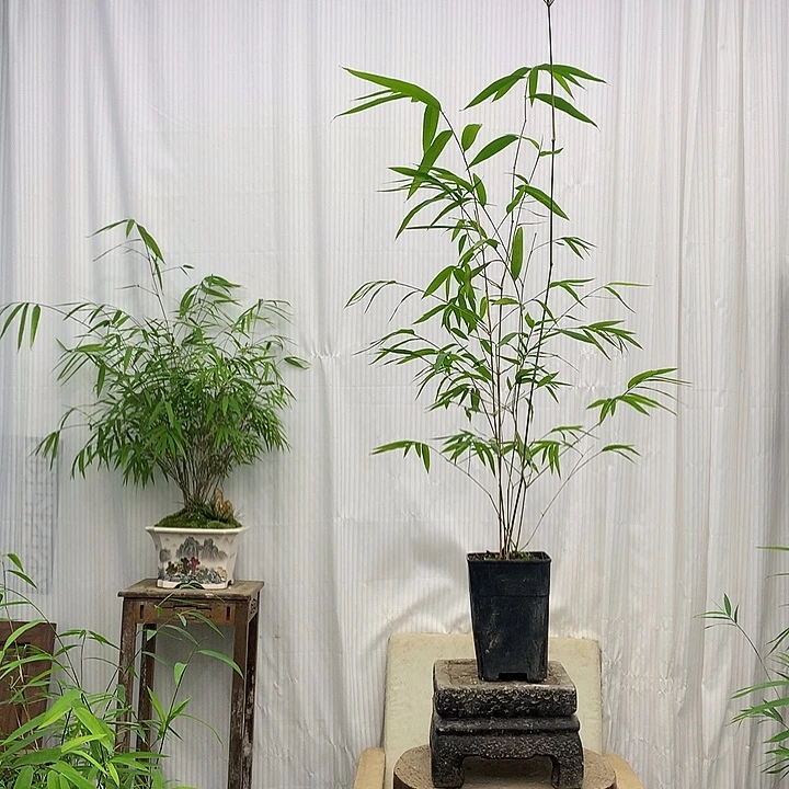 竹子竹子绿植盆栽花卉