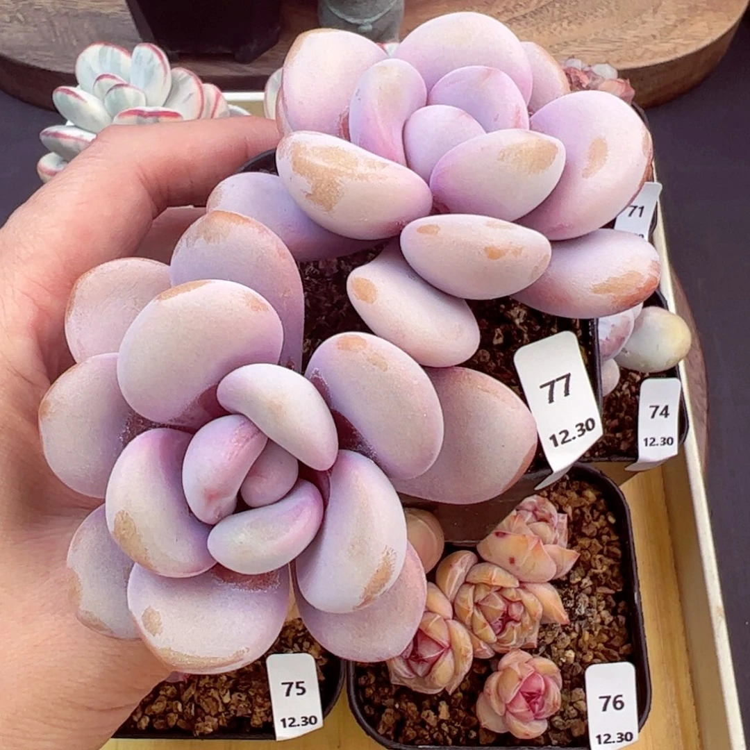 好好看77、哈哈哈哈哈