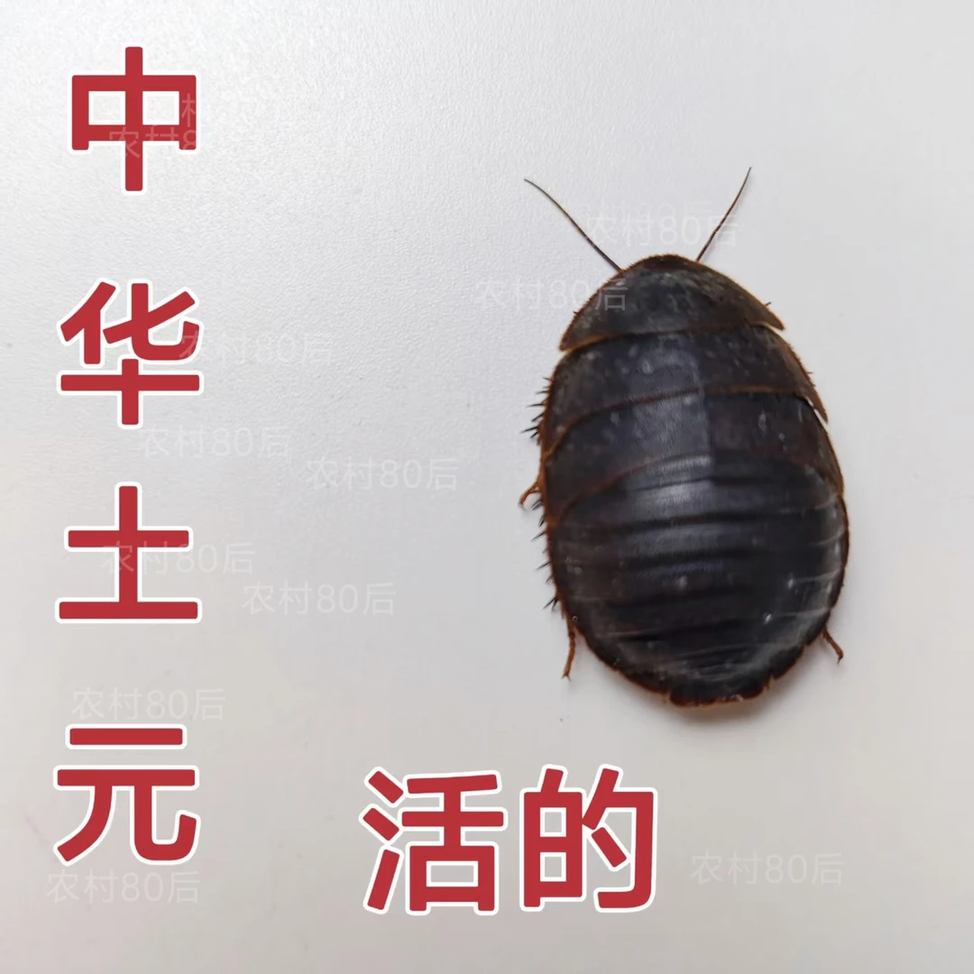 鲜活土元虫活土元活虫活的土鳖虫大个活虫食用地鳖虫土鳖虫可喂鸟