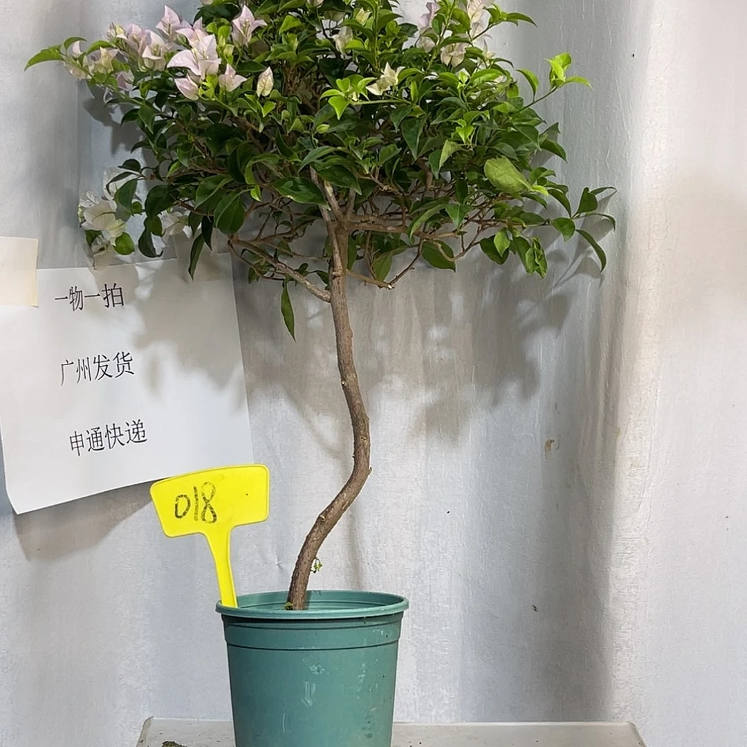 当前无花栽培后可以开花018苹果花扦插