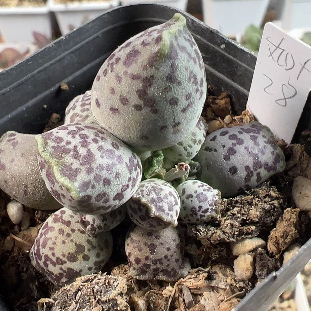 茶 猫耳型丸叶海豹