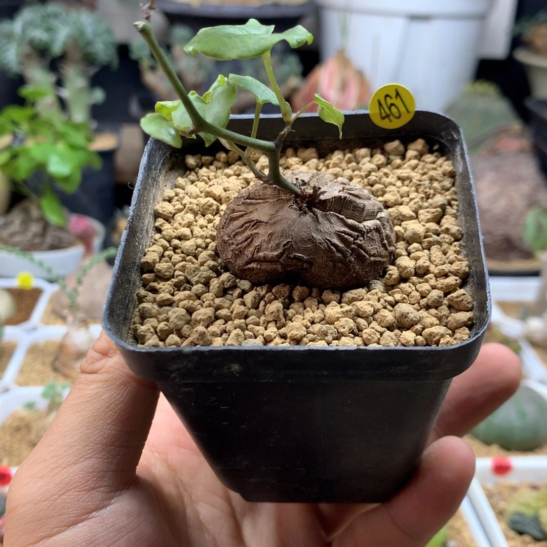 福利南非龟甲龙带盆发货461