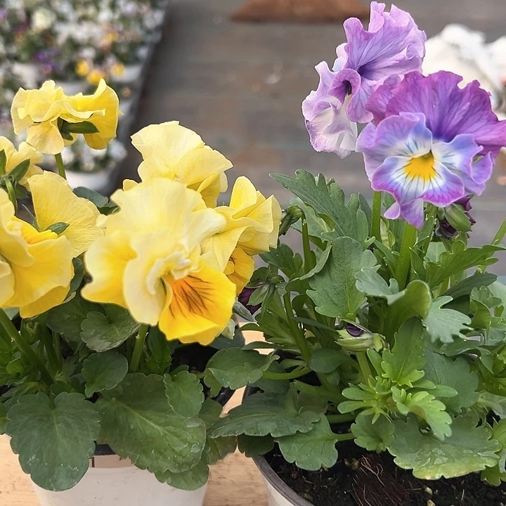 水晶抖音直播编号61-62