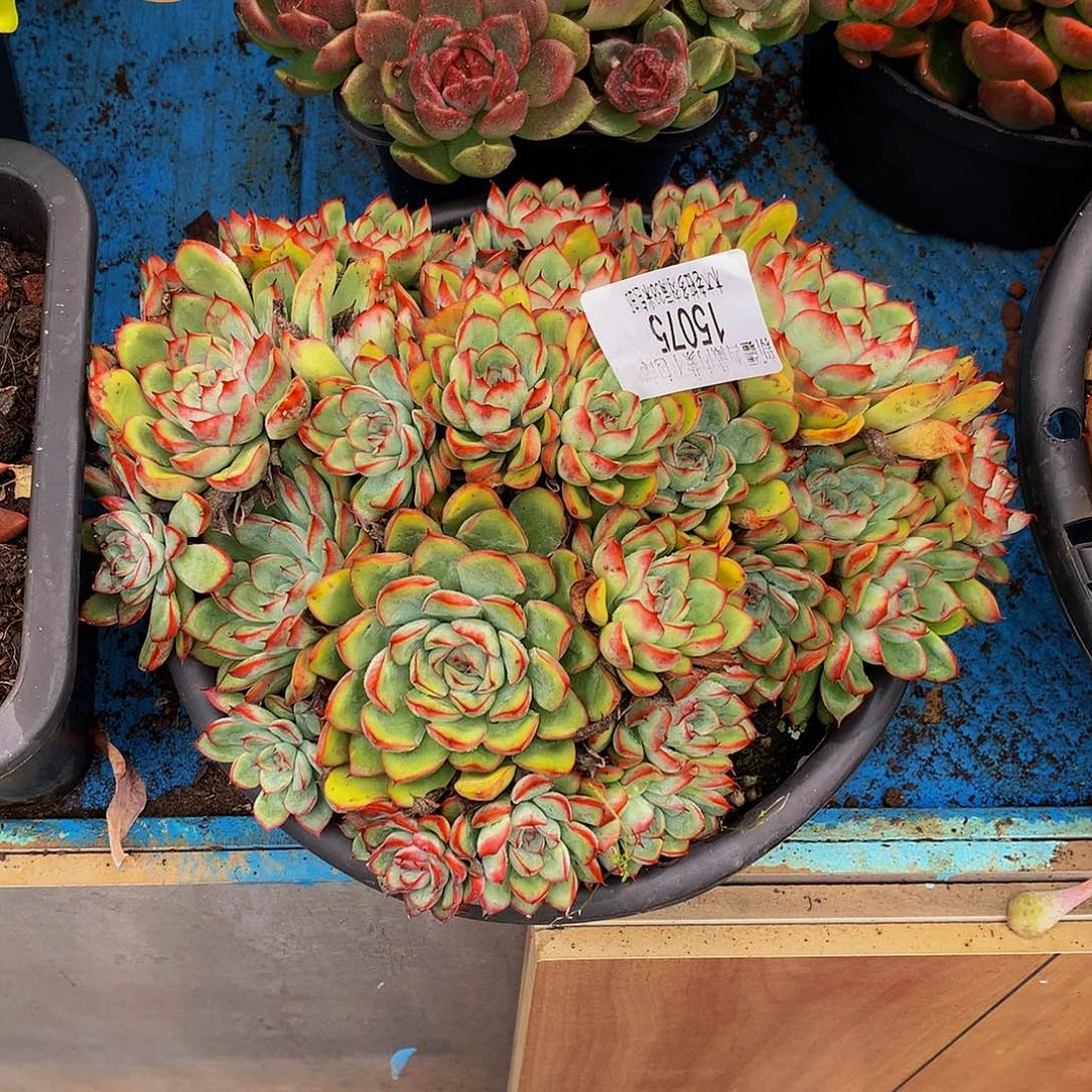 百***乐    荷花多肉15075