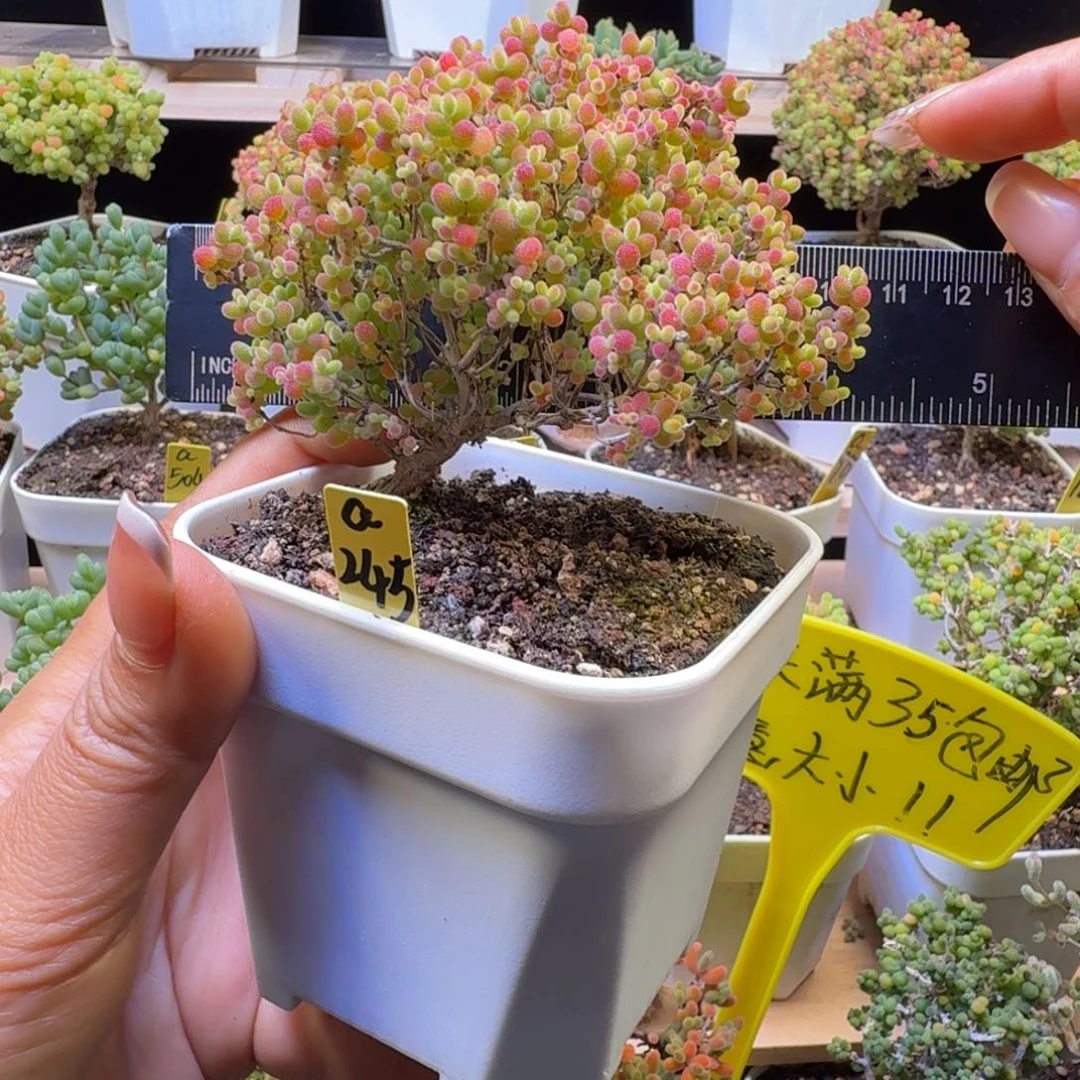 a245号蜜橘冠服9厘米左右