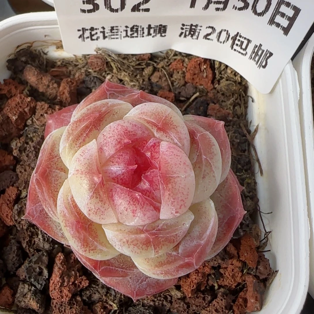 花语逸镜0130-302