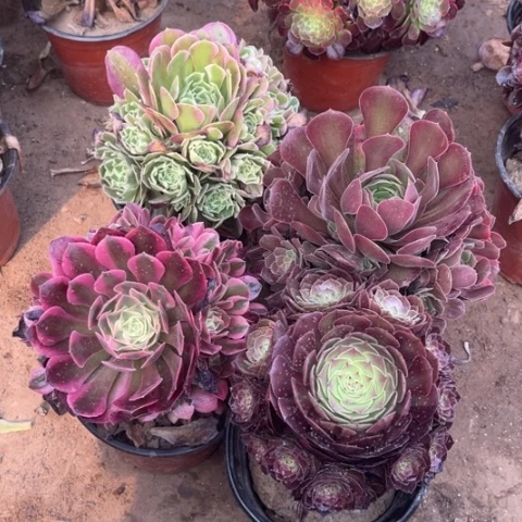 108多肉植物组合