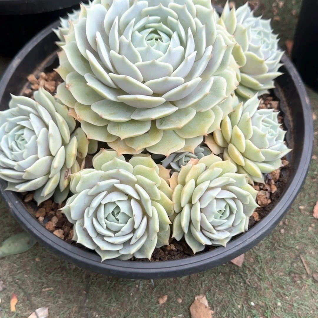 多肉植物多肉植物