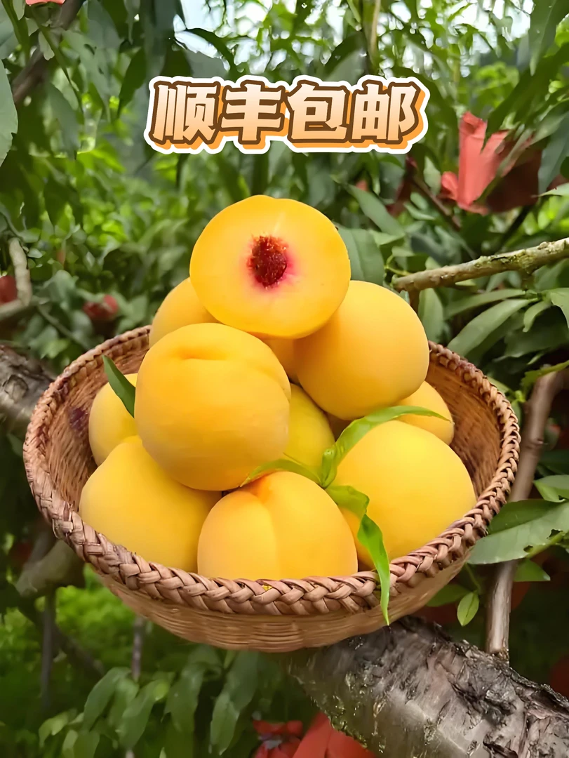 安江锦绣黄桃（露天果）