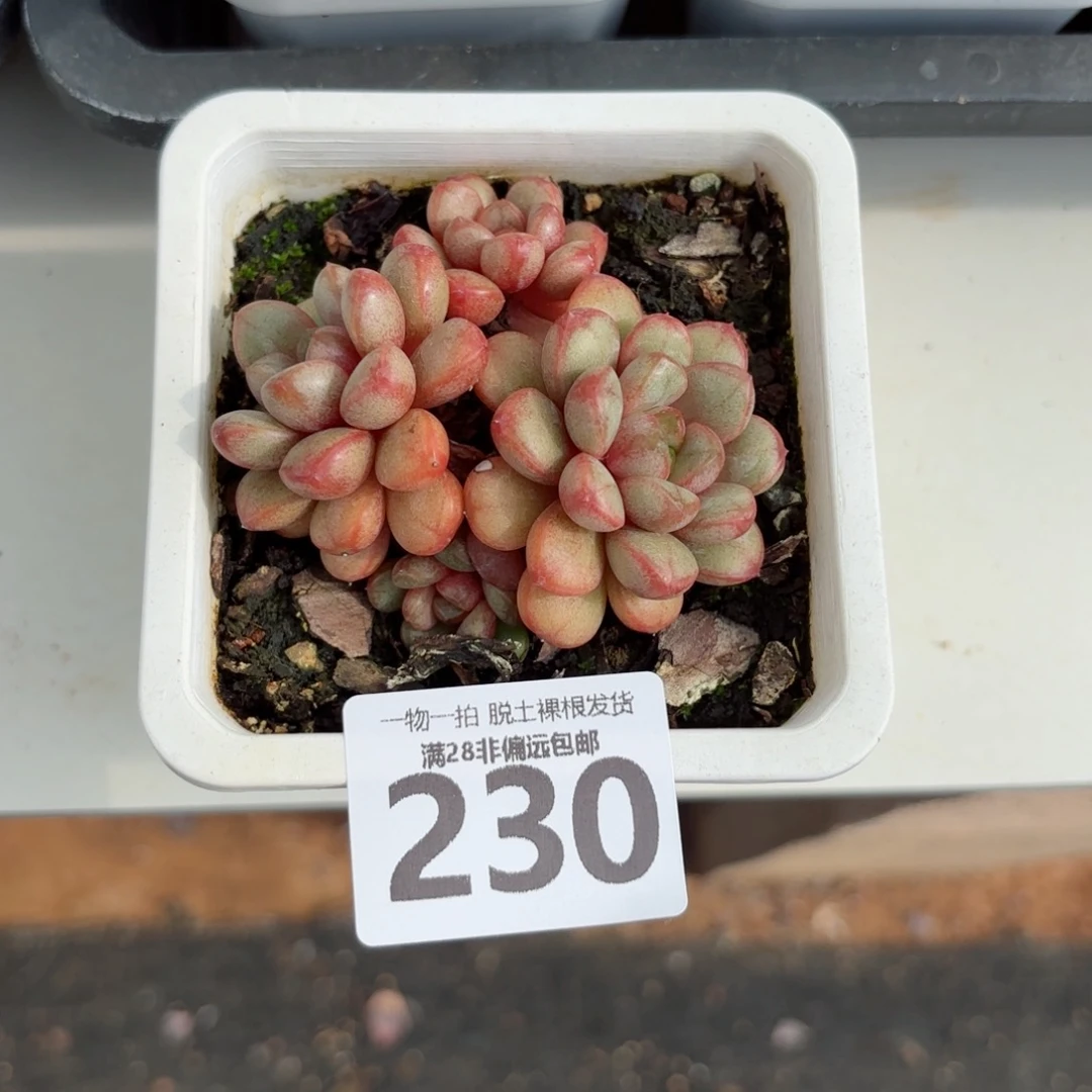 葡萄老桩无盆土发货