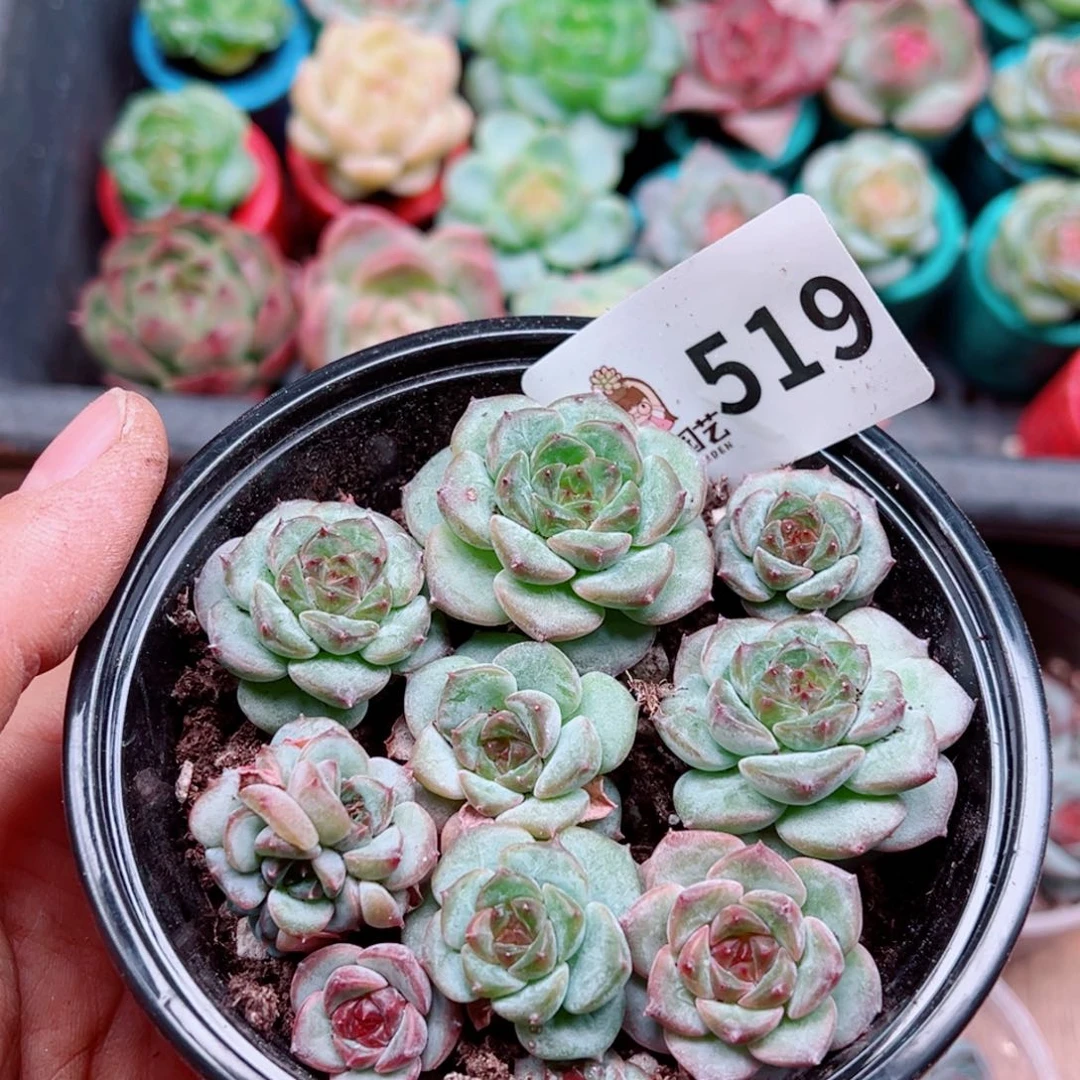 多肉植物多肉植物