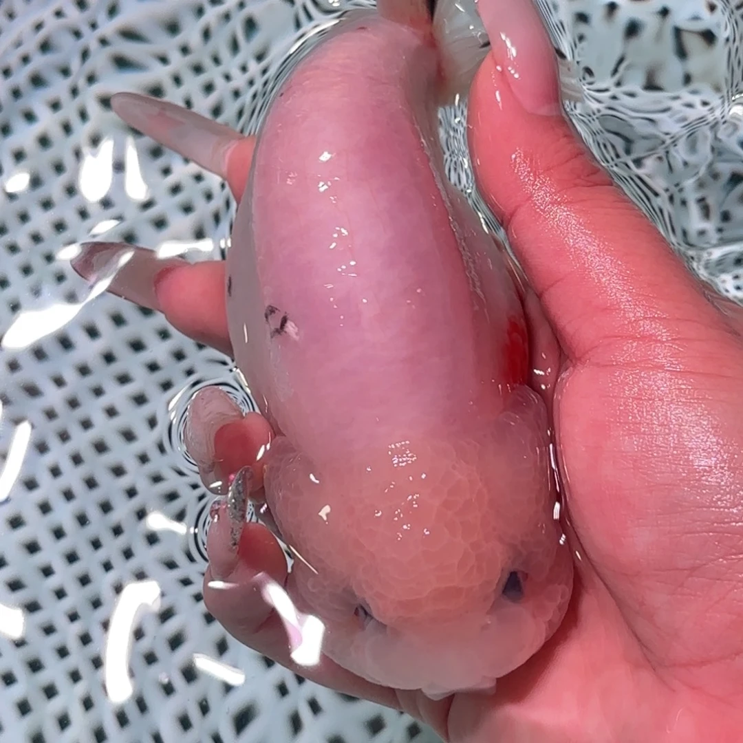 K***n金鱼拍包装包邮，不拍包装运费到付