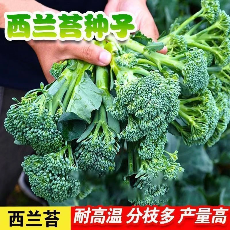 西兰苔种子小西兰花青花菜西洋芥兰笋秀兰芥蓝籽四季播蔬菜籽YL
