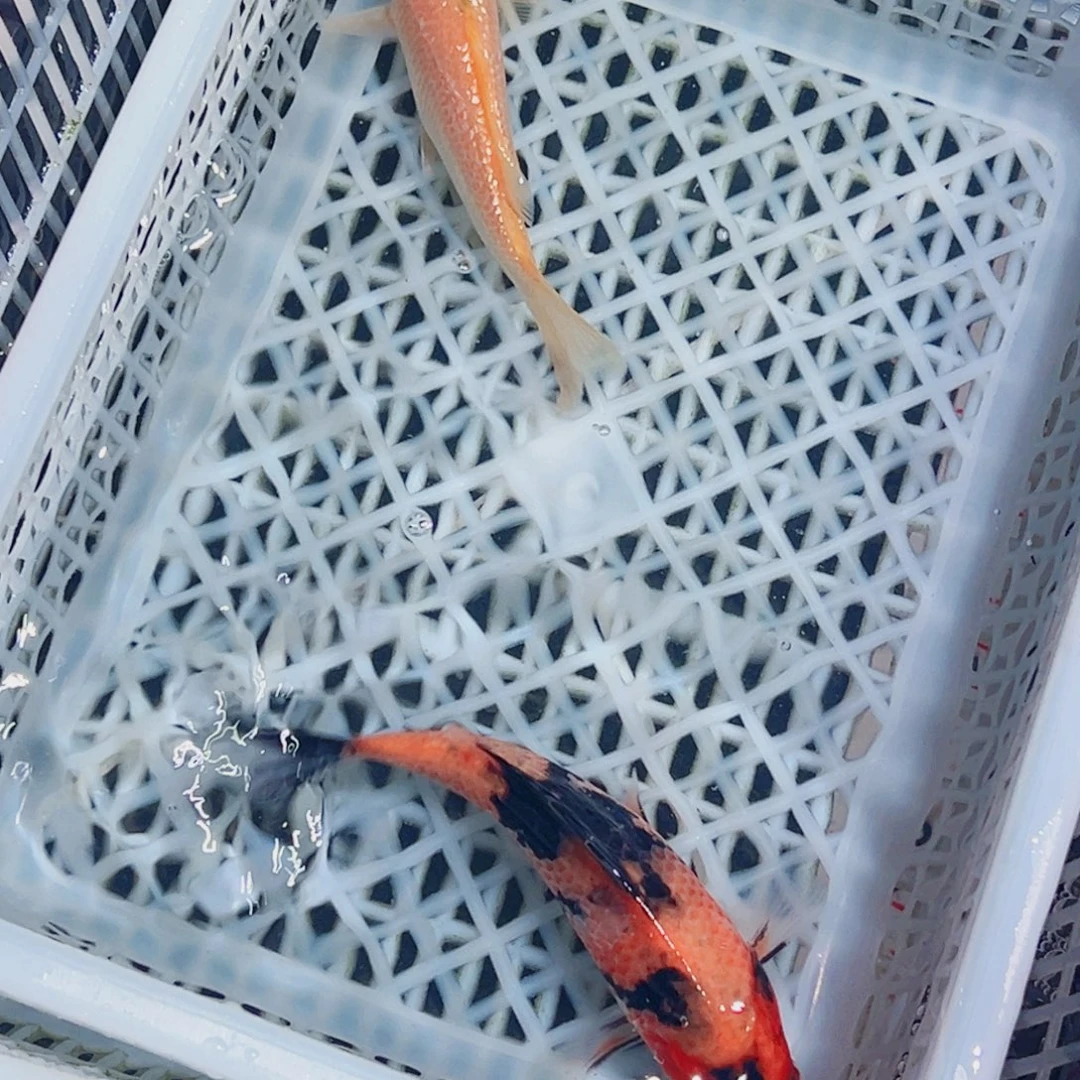 锦鲤锦鲤观赏鱼1111