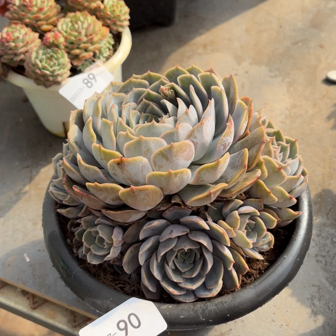 同温层多肉菲欧娜90