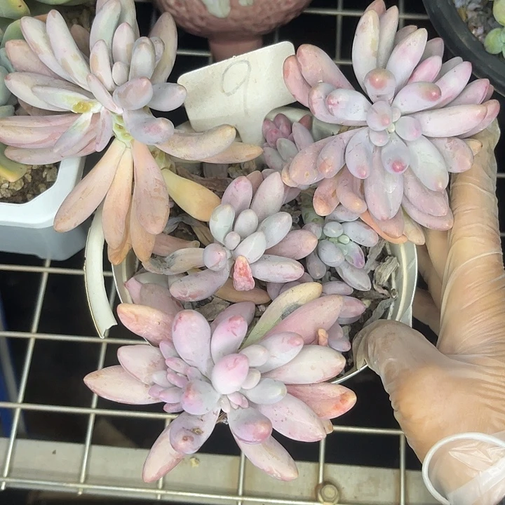 两单包邮，一物一拍9粉色恋人