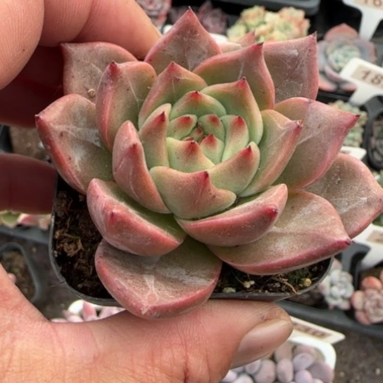 241火烈鸟多肉植物多