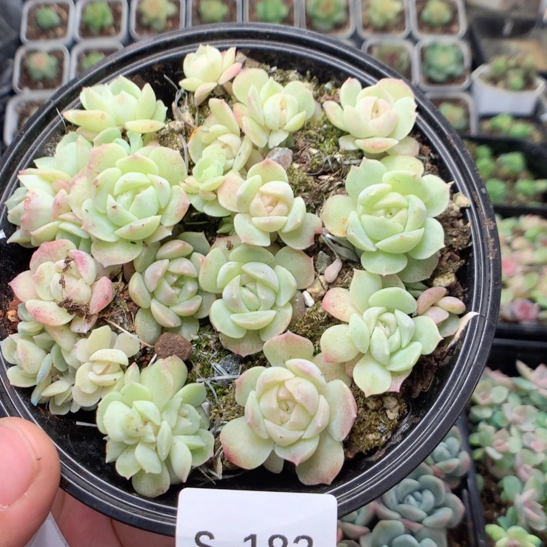 无花朵S183英语英语
