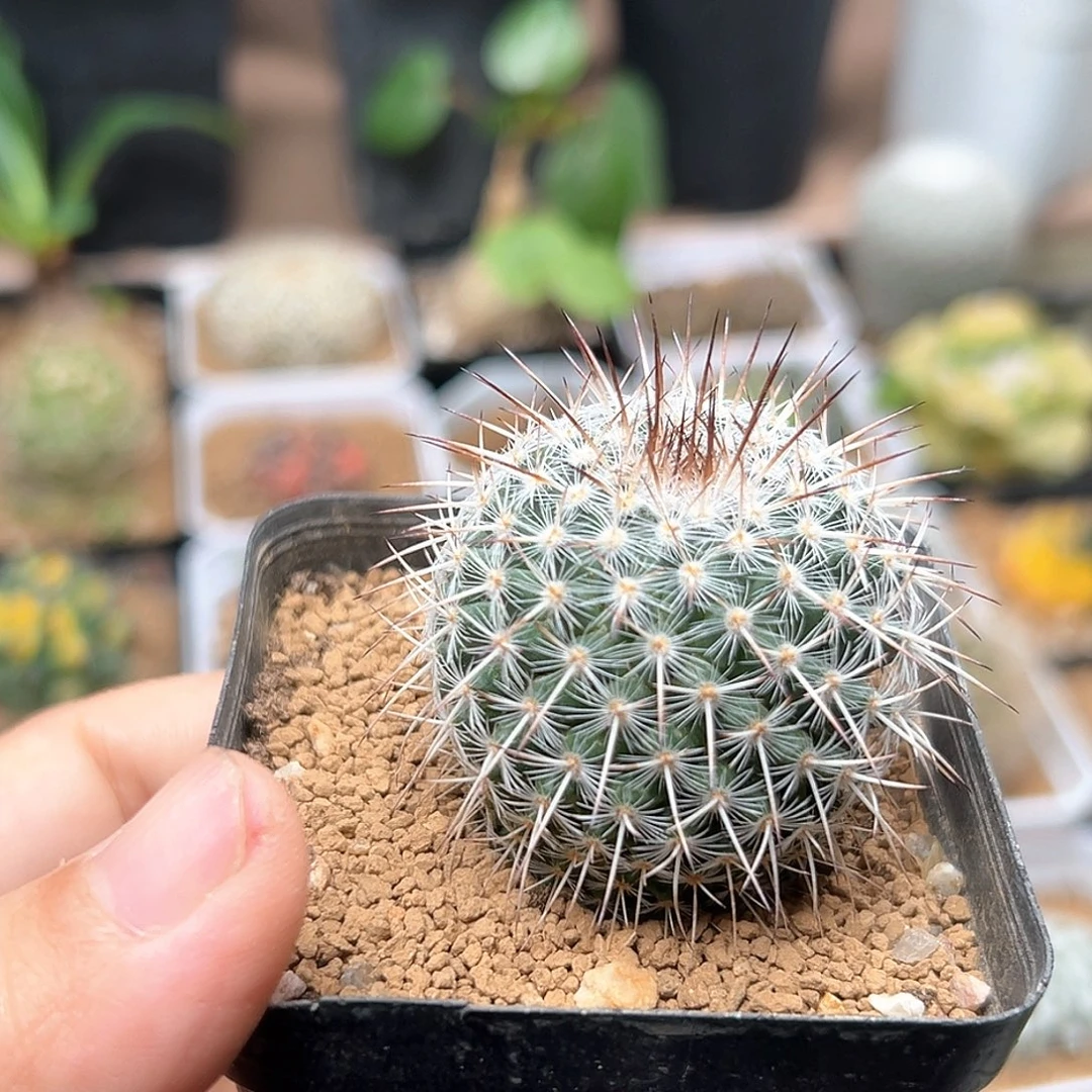 无花朵白王丸实生球4-5CM