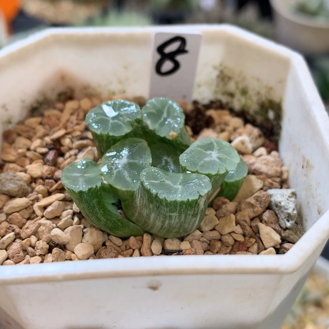 幽灵万象锦，带盆一起