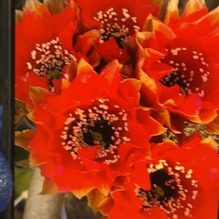 G17侧芽歪5公分左右满18包邮