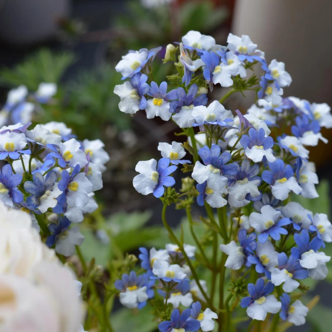 小园丁的夏日时光 蓝白龙面花 耐寒冬春开花阳台盆栽花卉植物