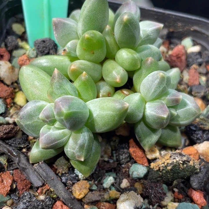 乌拉克拉383号的啊啊多肉啊