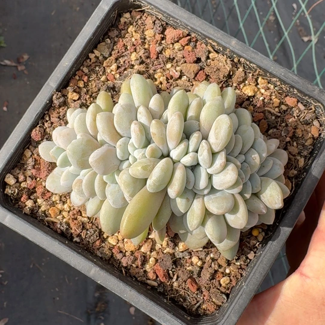 12厘米的尺寸一物一拍的