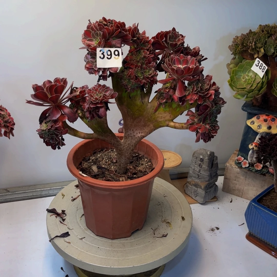 多肉植物花纳锦缀399