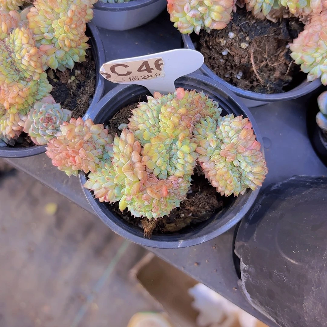 C460白胖子缀一物一拍