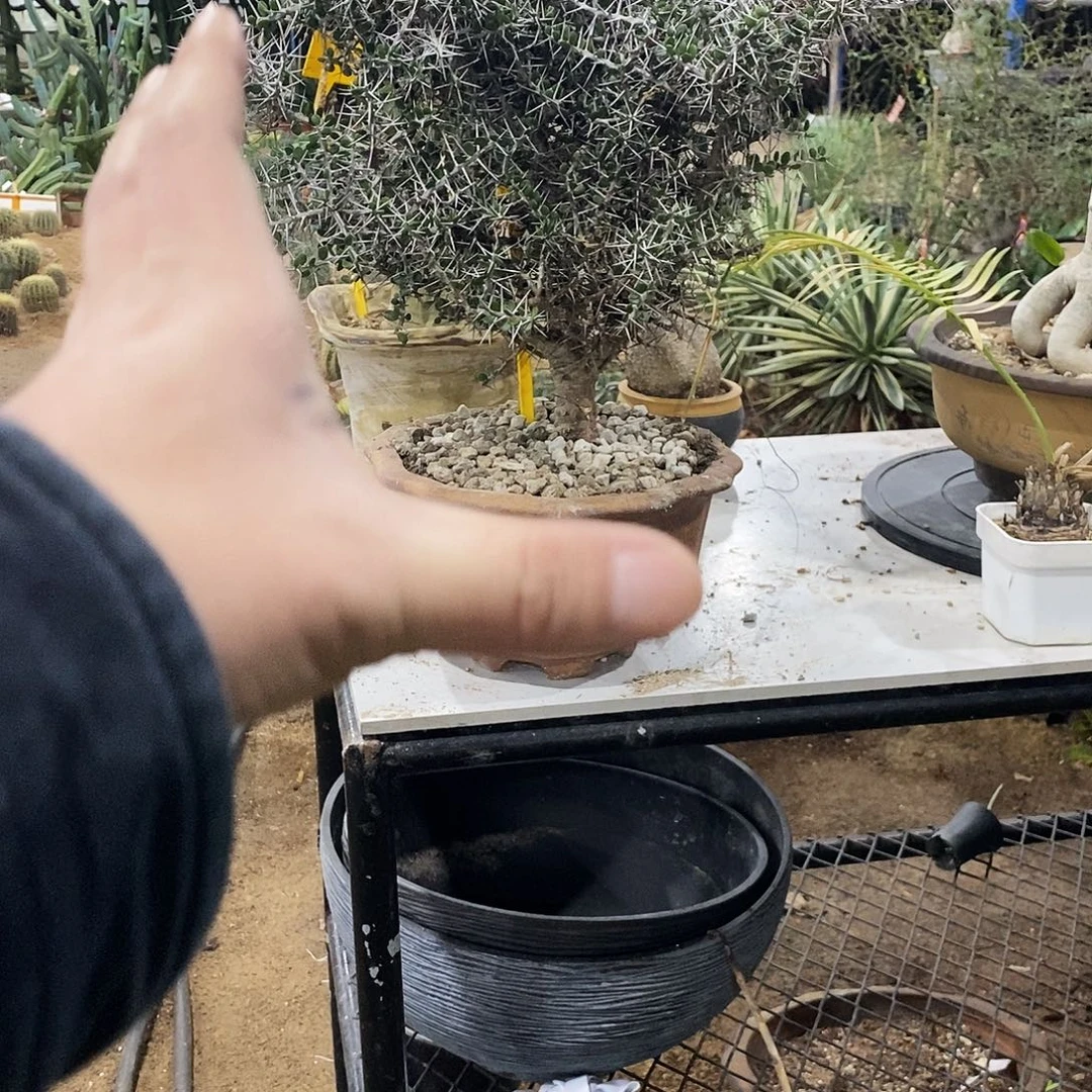 九***莉小树一棵。