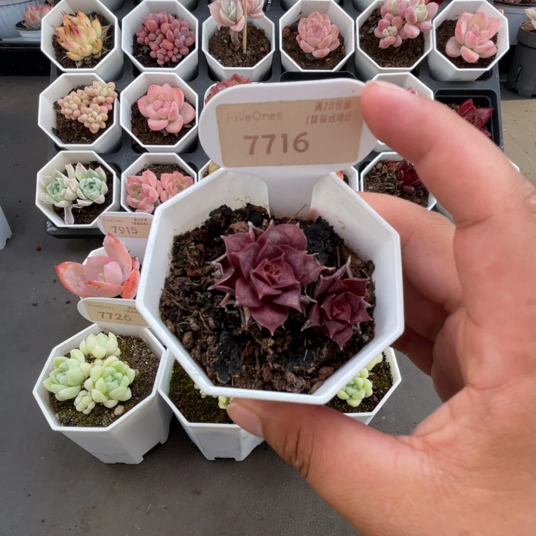 7716罗西玛 4.0厘米