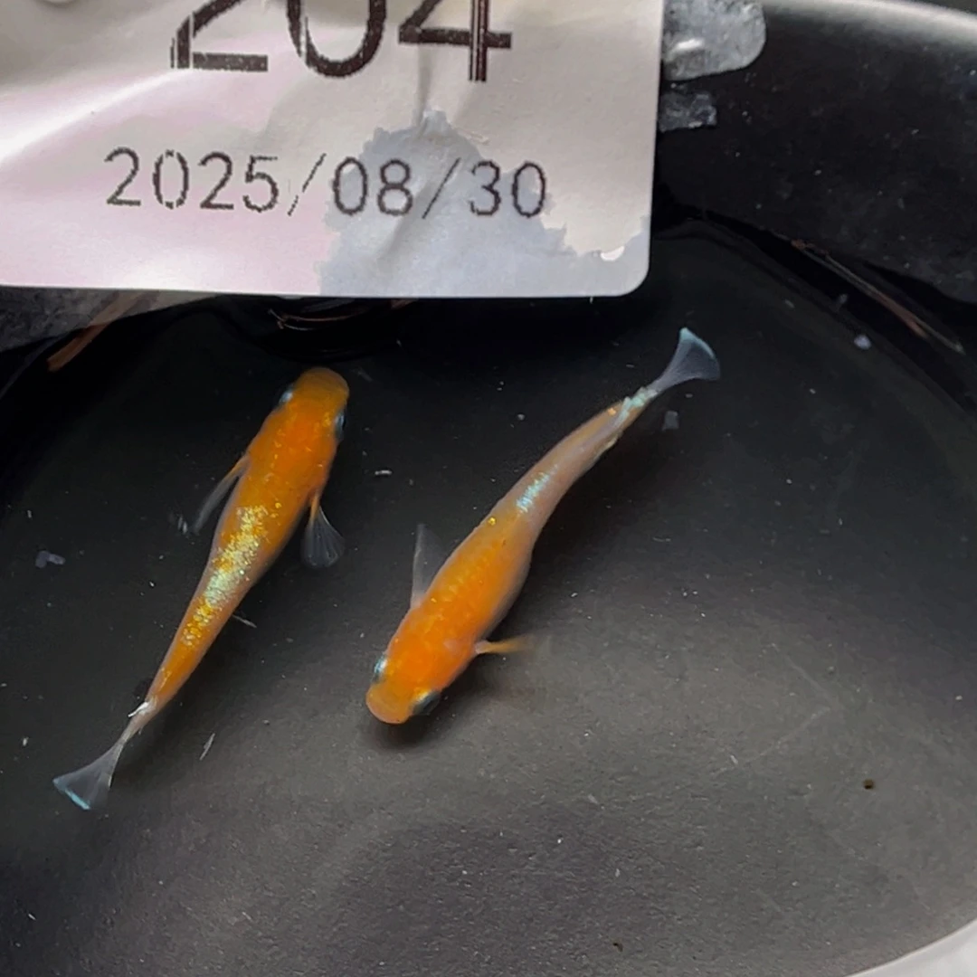 青鳉204赤壁红白一对