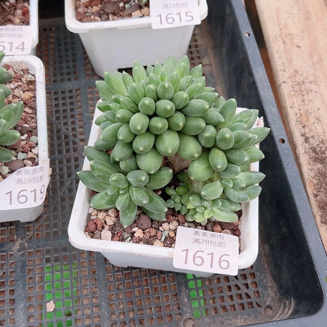 p***埃多肉＿物一拍植物1616