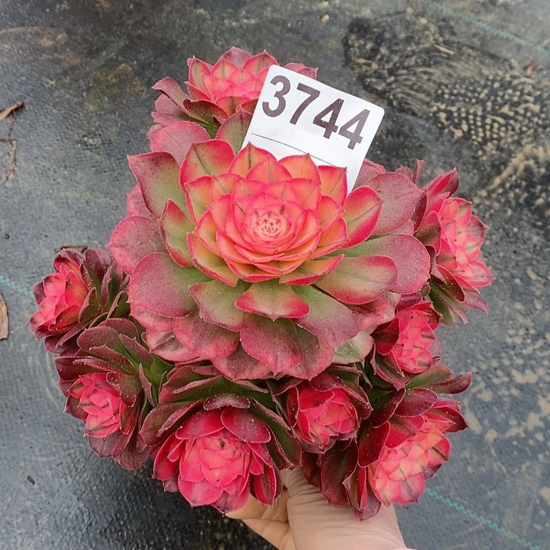 红陶3744荔枝冠16.7