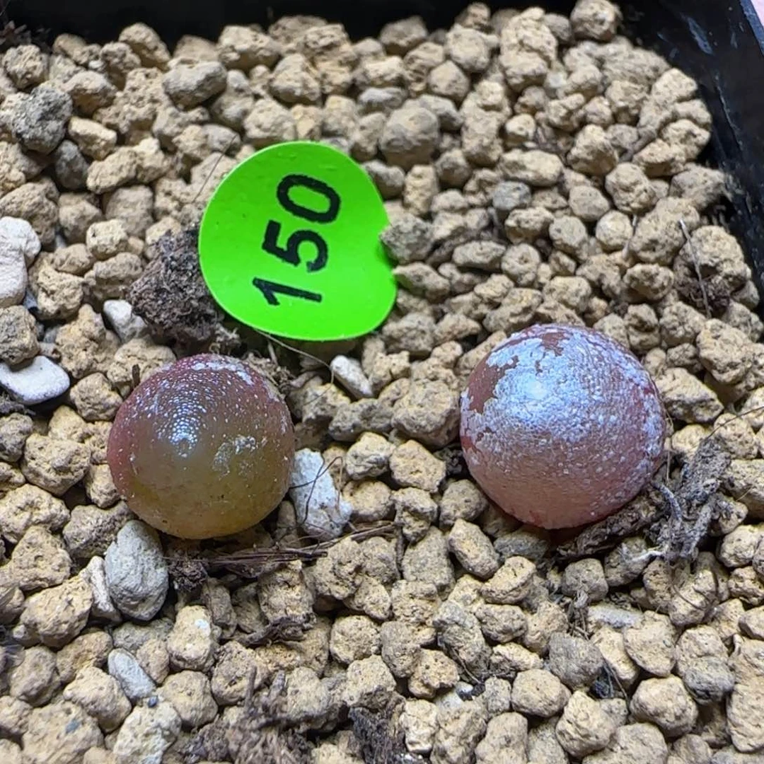 哈默灯泡0.8-0.9多肉150