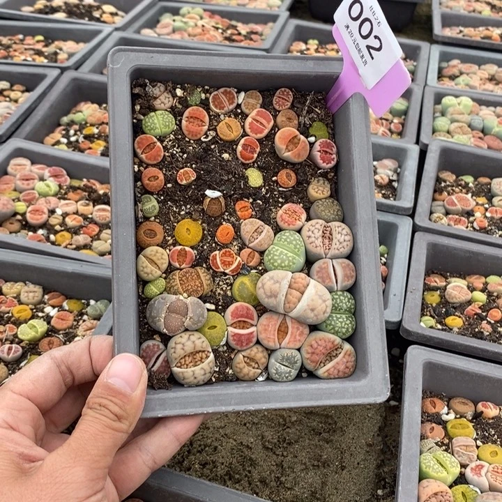 小****）002生石花小苗