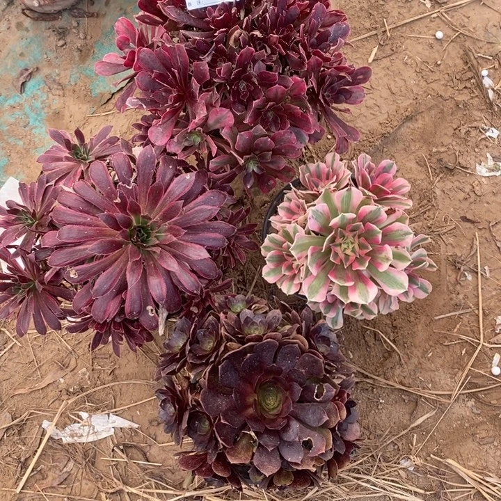 完全开放498组合套餐多肉植物