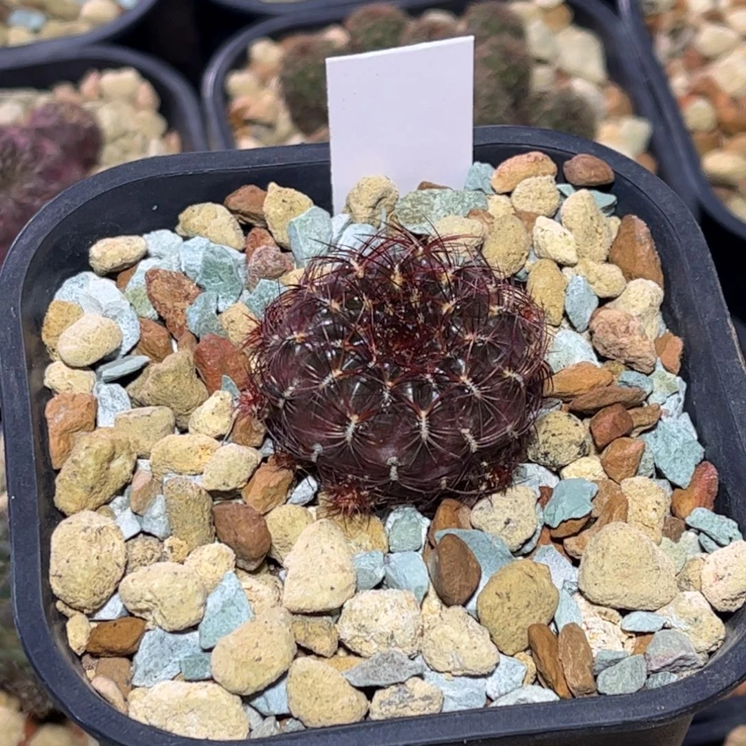 实生沟宝带盆发货